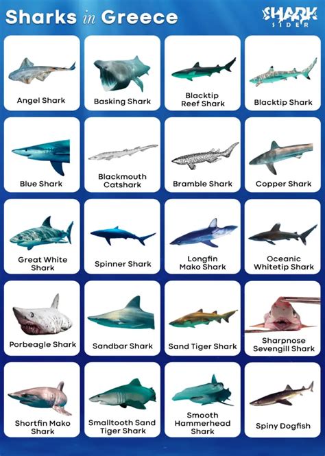 sharks in greece pictures.